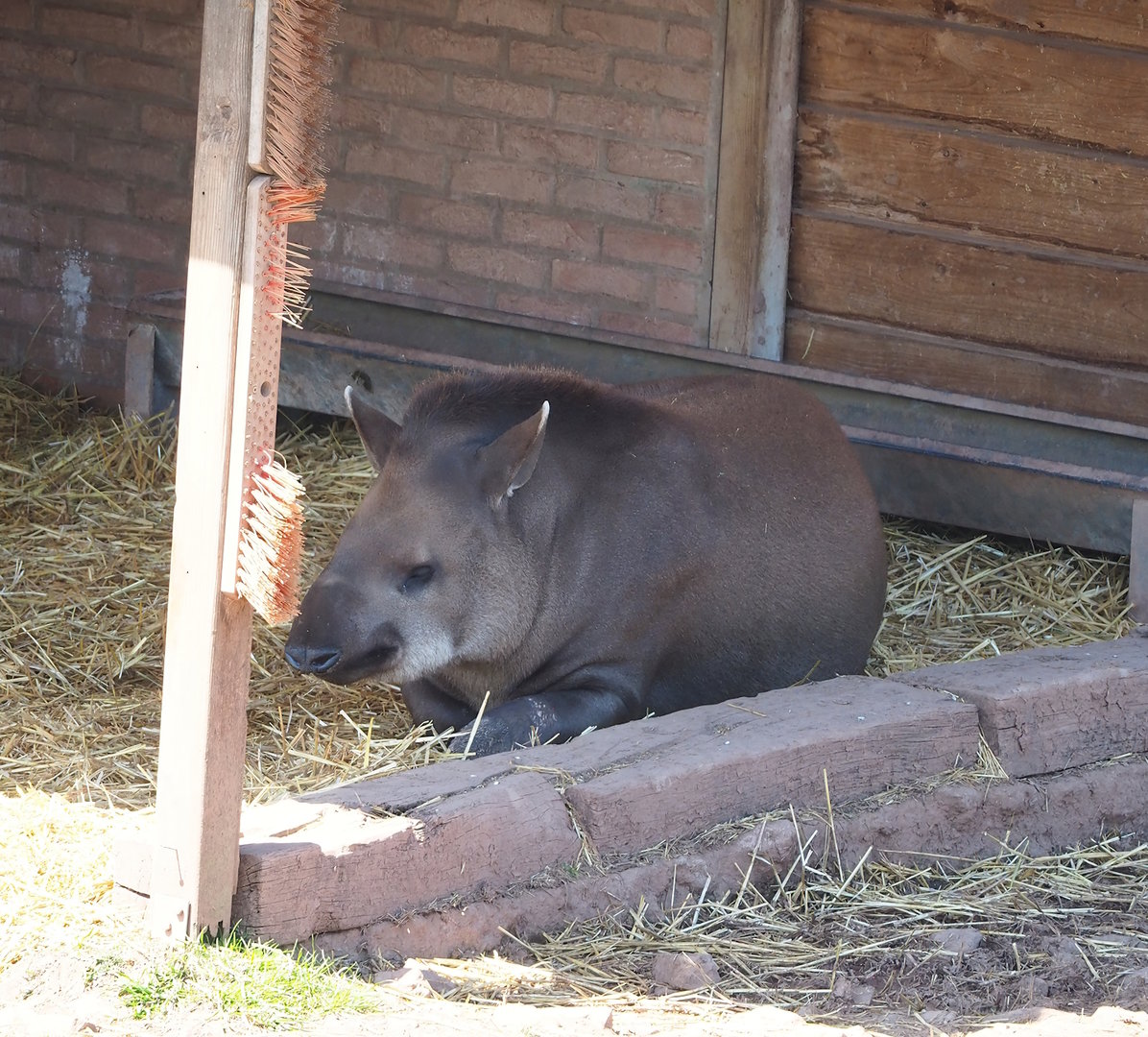 South American tapir (Tapirus terrestris), 2023-05-19
