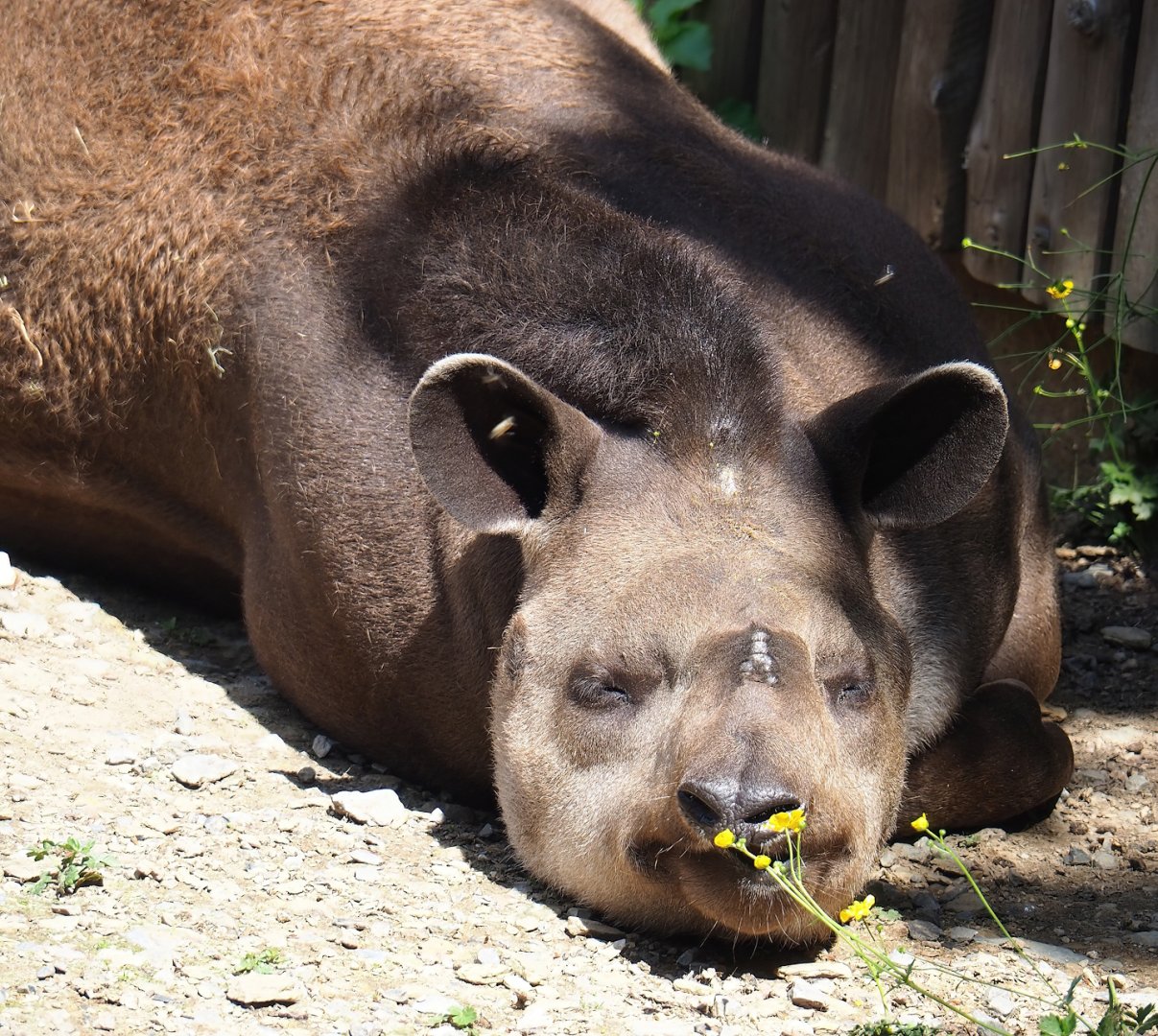 South American tapir  (Tapirus terrestris), 2023-06-24