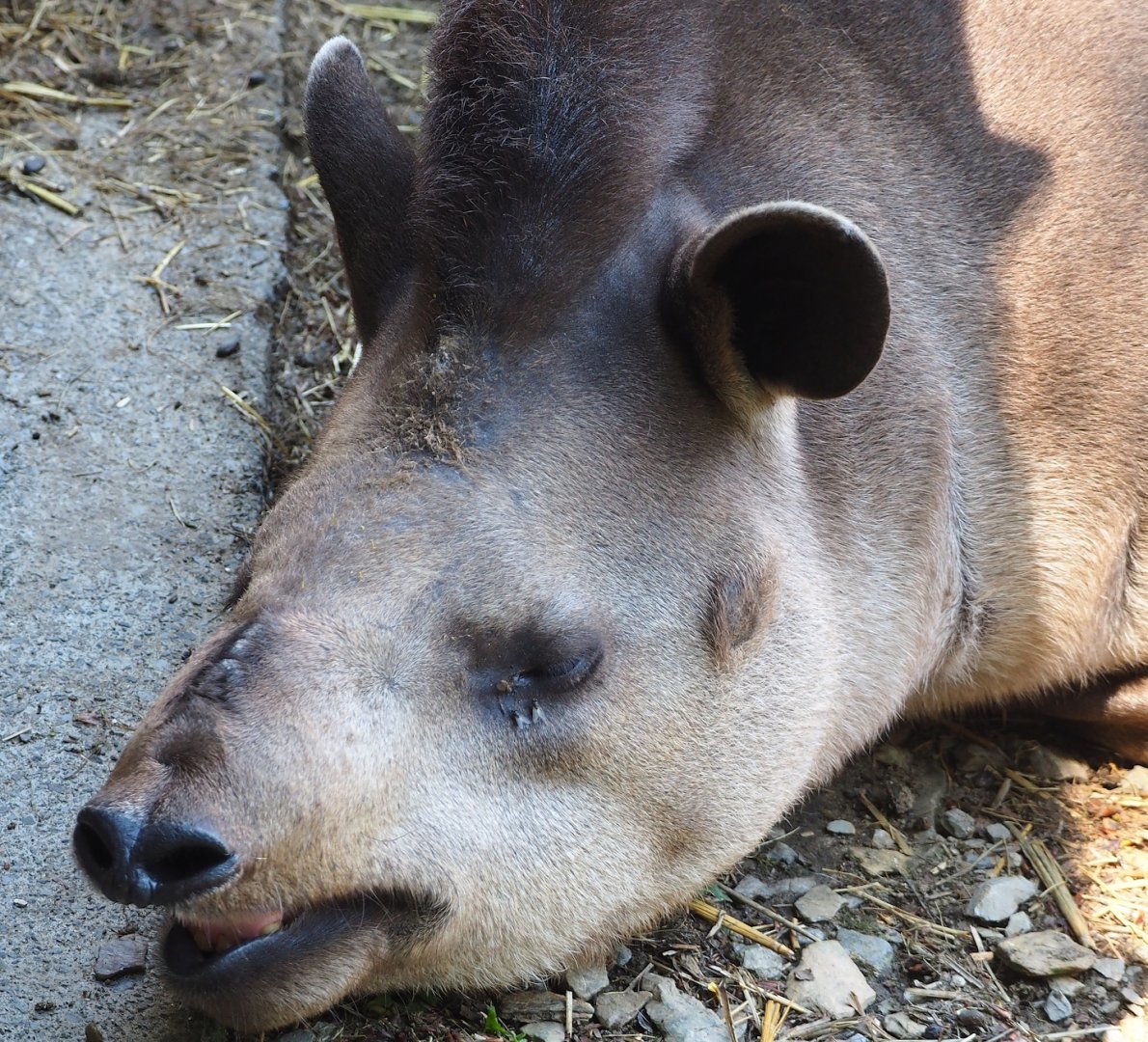 South American tapir  (Tapirus terrestris), 2023-06-24