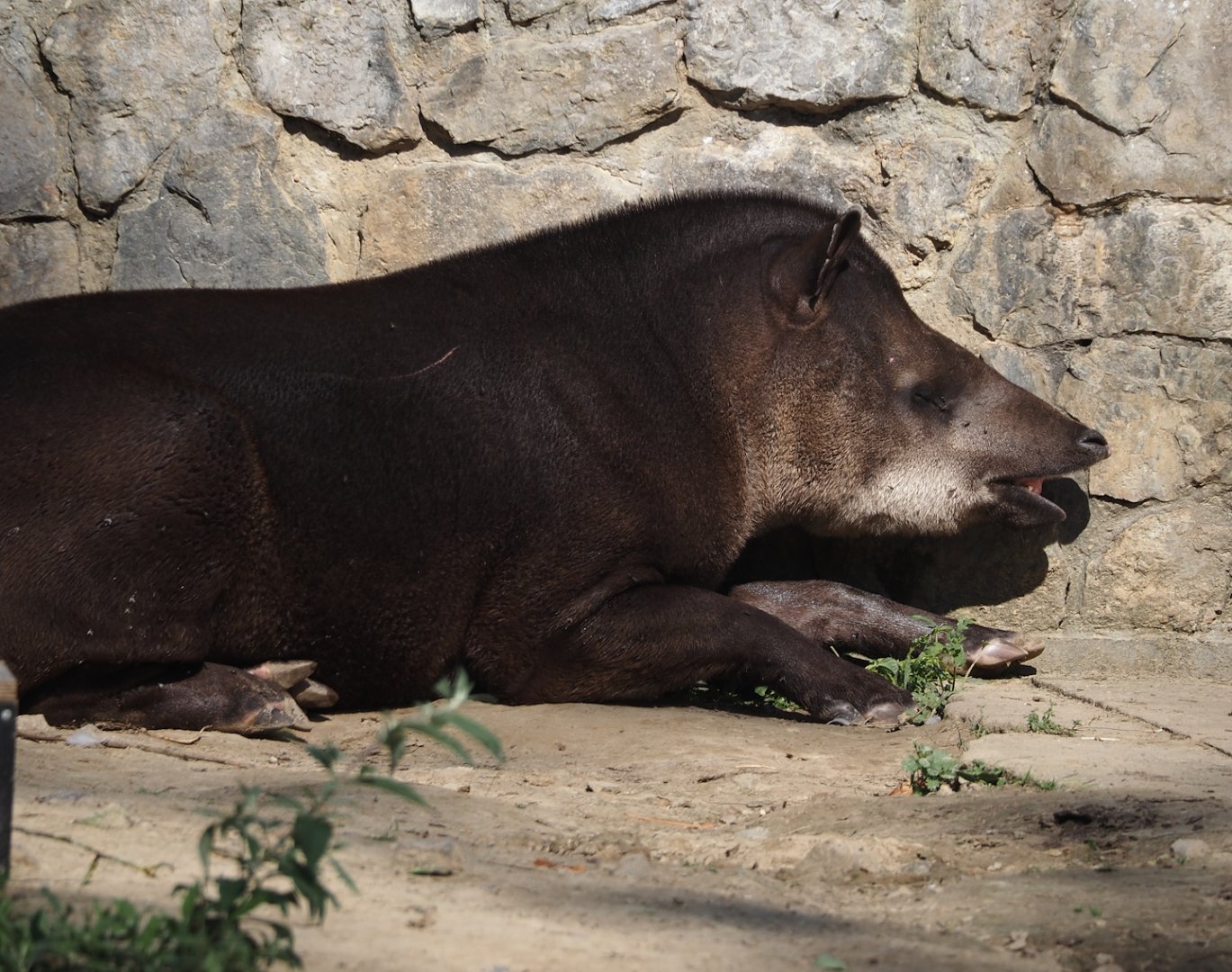 South American tapir (Tapirus terrestris), 2024-09-17
