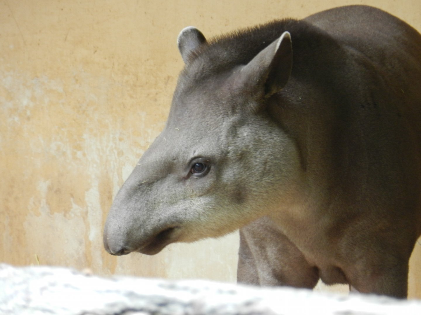 South American Tapir (Tapirus terrestris) at Artis Royal Zoo, The Netherlands