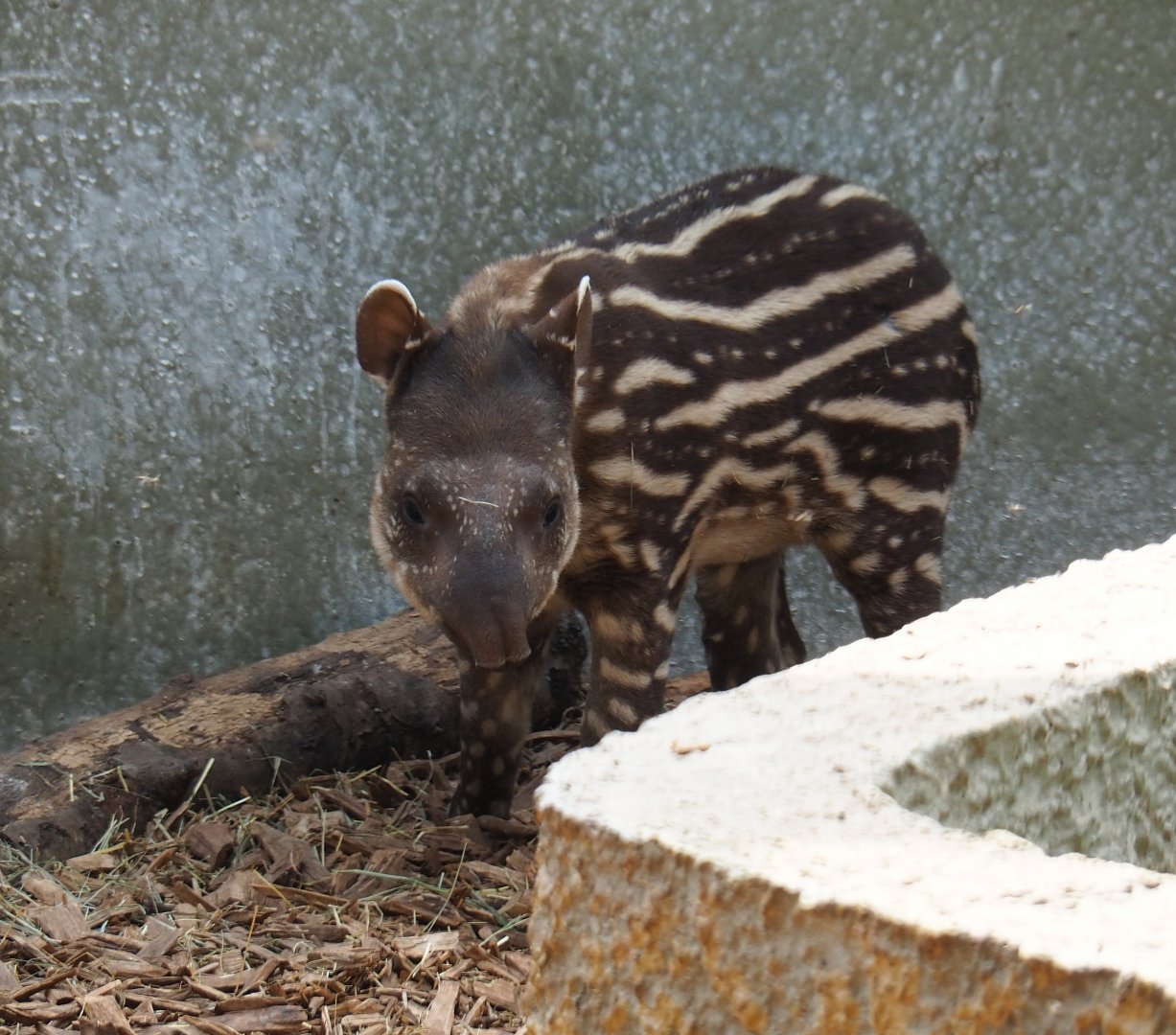 South American tapir (Tapirus terrestris) calf Yoep, 2019-04-06