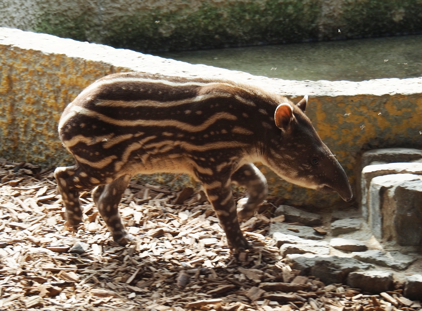 South American tapir (Tapirus terrestris) calf Yoep, 2019-04-06