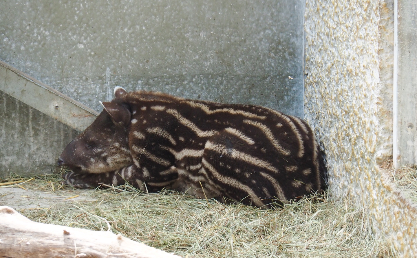 South American tapir (Tapirus terrestris) calf Yoep, 2019-04-06