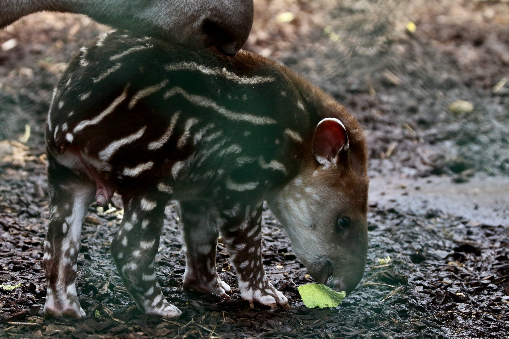 South American tapir (Tapirus terrestris) calf