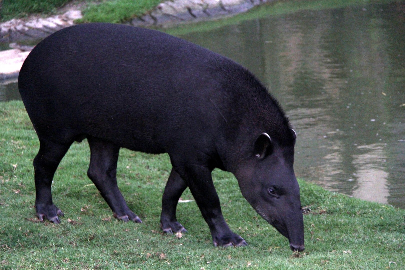 South American tapir (Tapirus terrestris columbianus) if not Tapirus kabomani