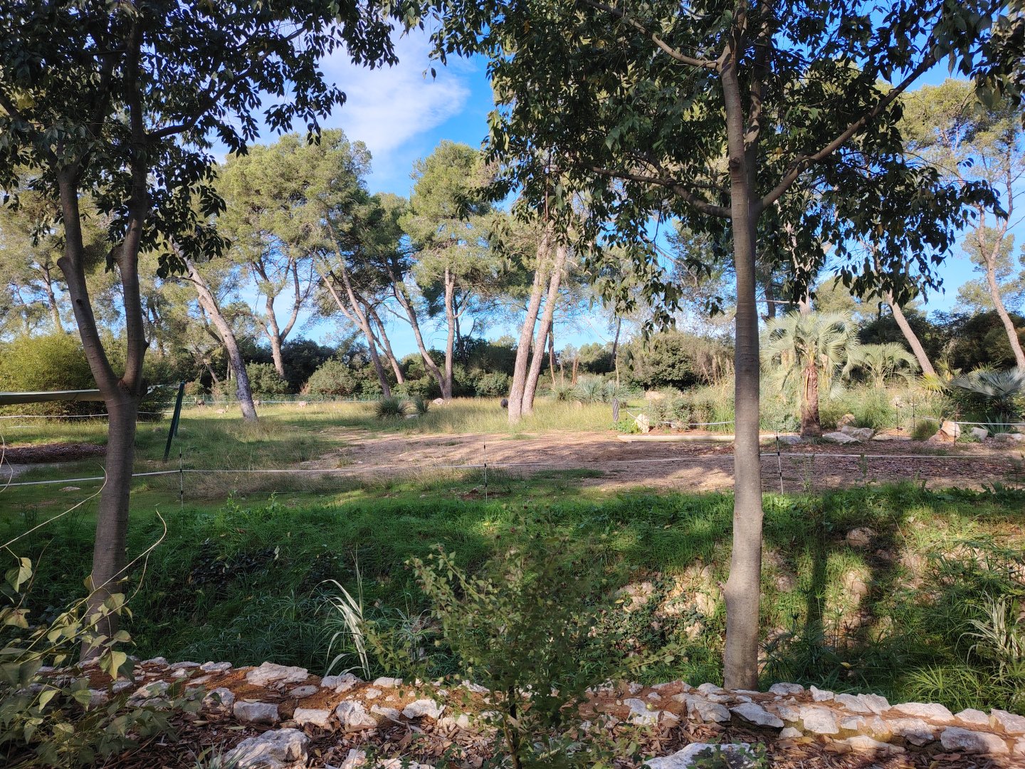 South American tapir (Tapirus terrestris) & Greater Rhea (Rhea americana) Exhibit