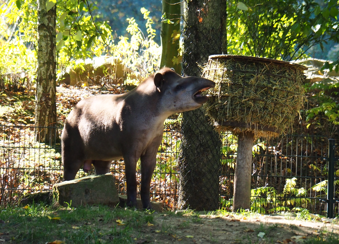 South American tapir (Tapirus terrestris), Oct 13th, 2018