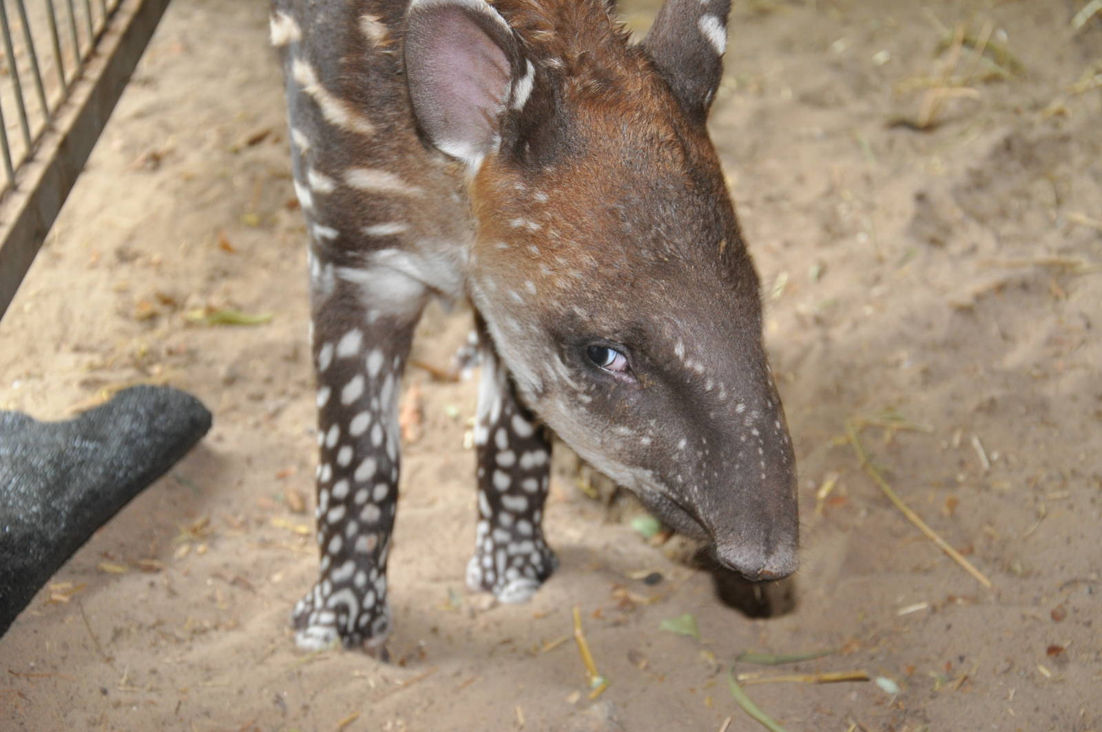 South American tapir/ Tapirus terrestris