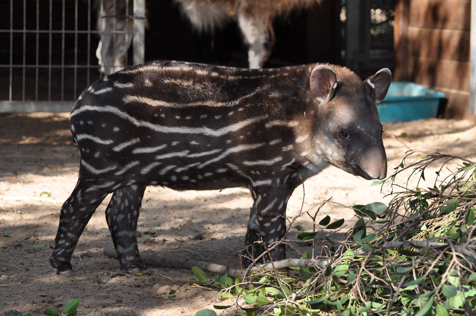 South American tapir/ Tapirus terrestris