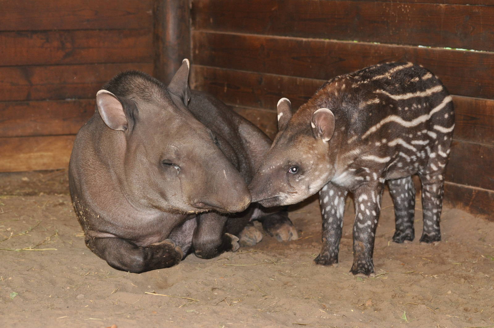 South American tapir/ Tapirus terrestris