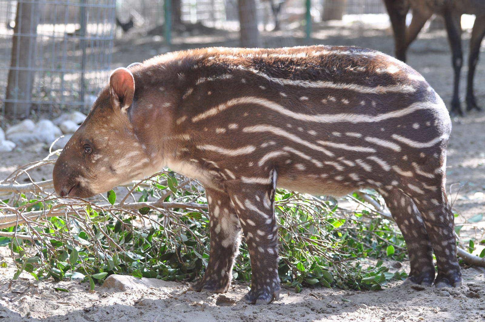 South American tapir/ Tapirus terrestris