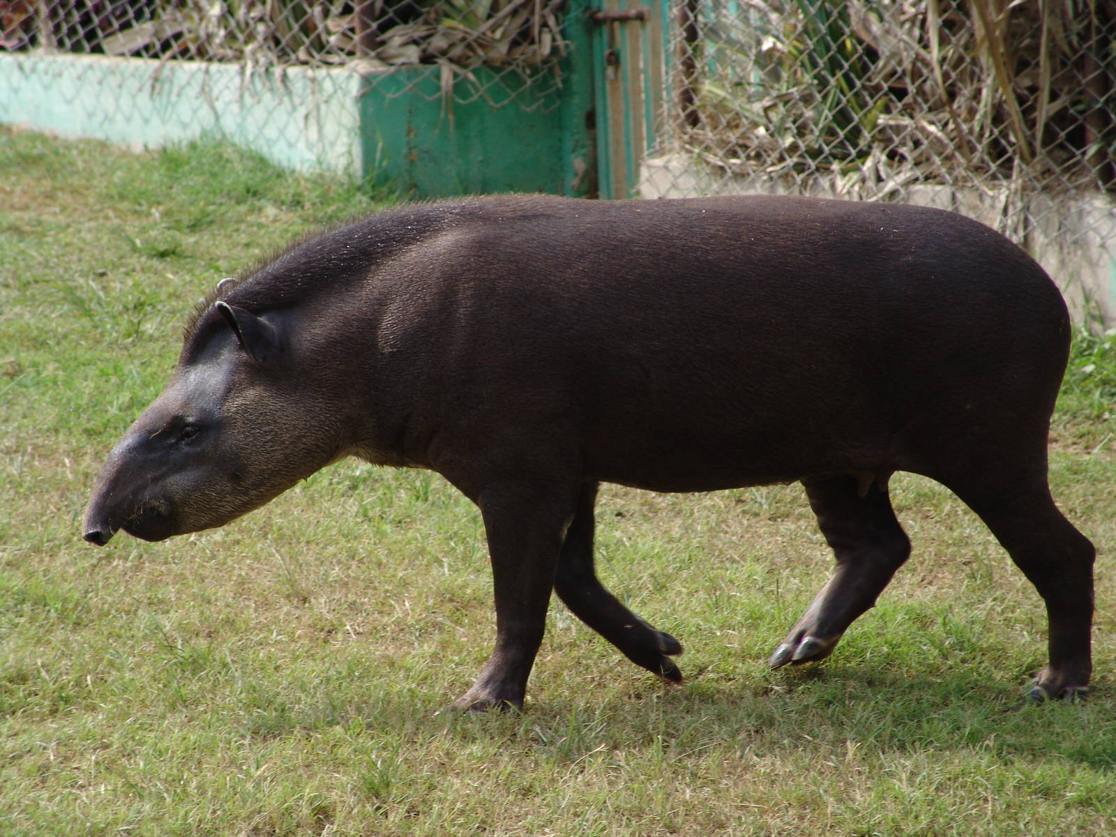 South American Tapir (Tapirus terrestris)