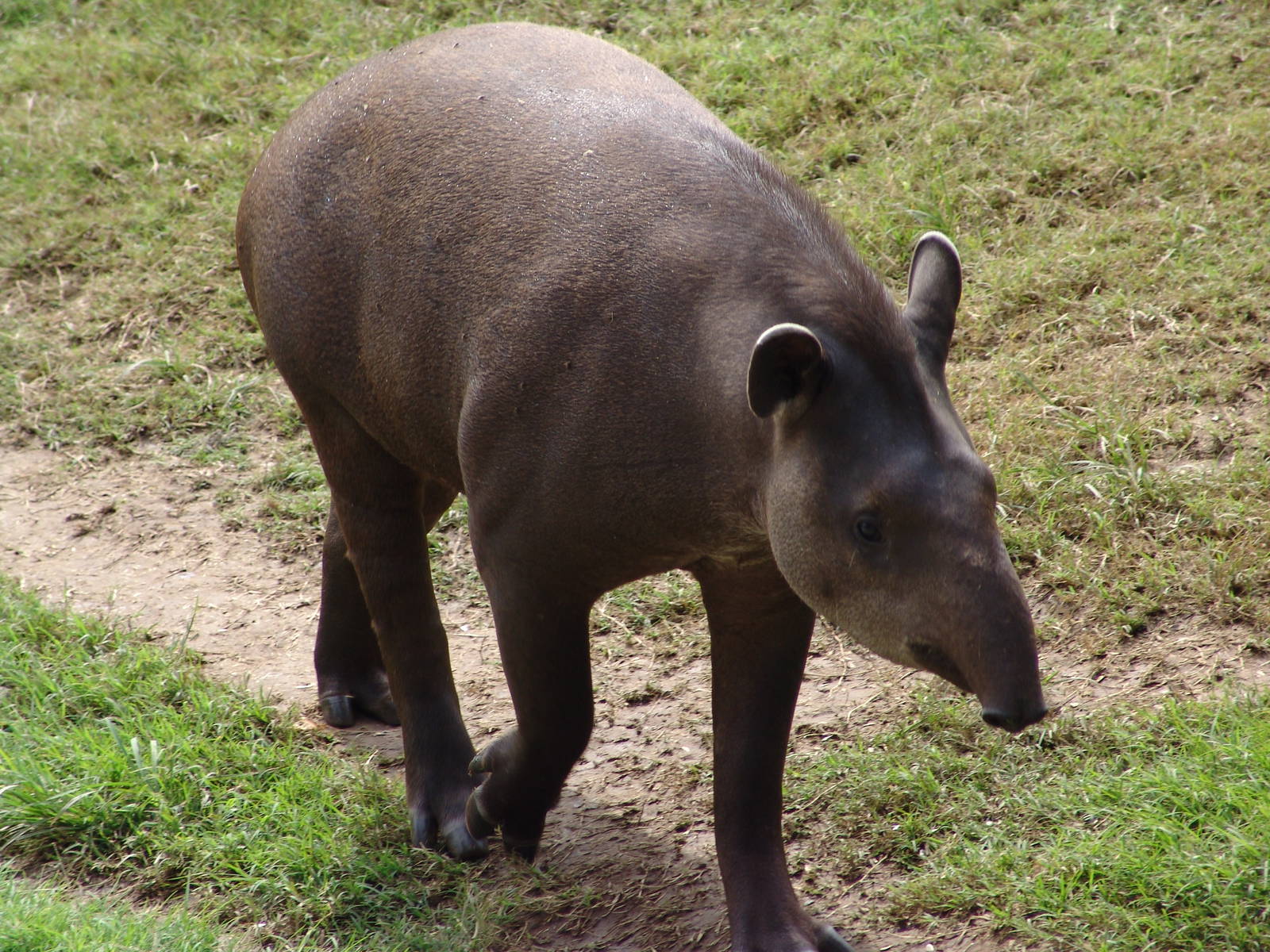 South American Tapir (Tapirus terrestris)