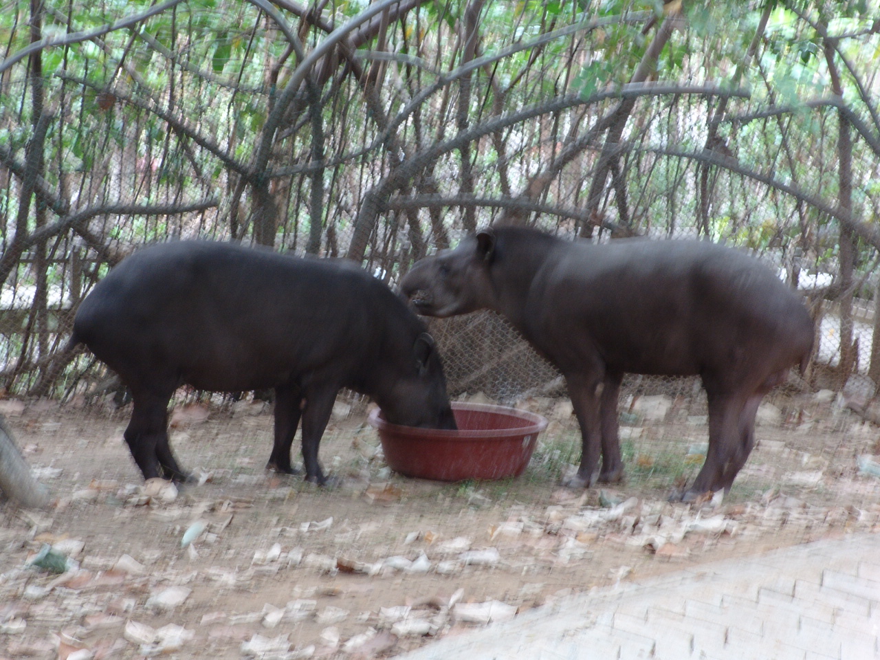 South American Tapir (Tapirus terrestris)