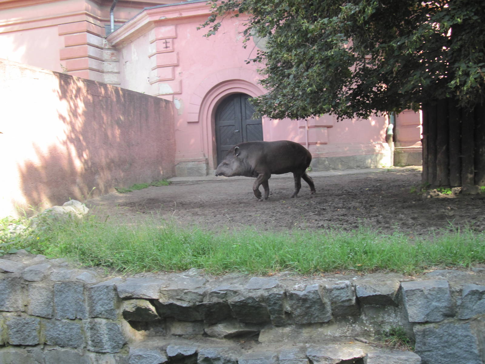 South American tapir (Tapirus terrestris)