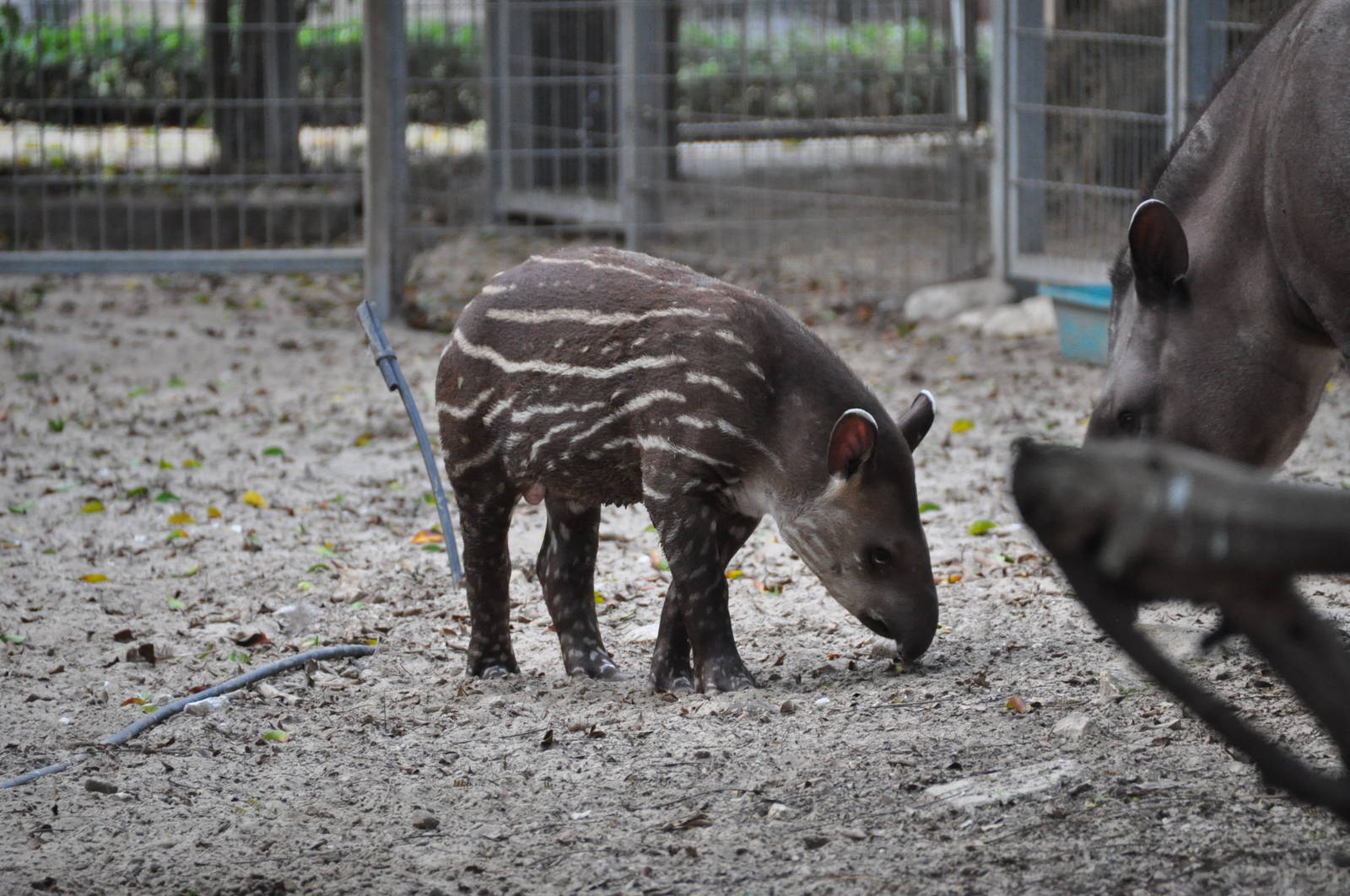 South American tapir/ Tapirus terrestris