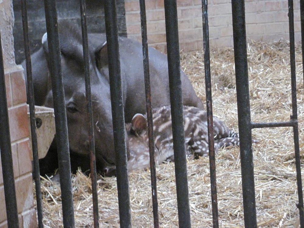 South American tapir (Tapirus terrestris)