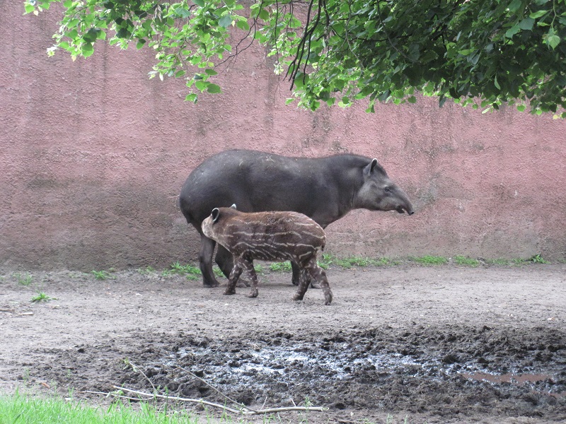 South American tapir (Tapirus terrestris)