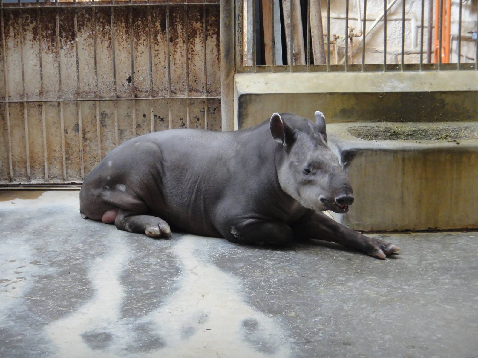 South American tapir (Tapirus terrestris)