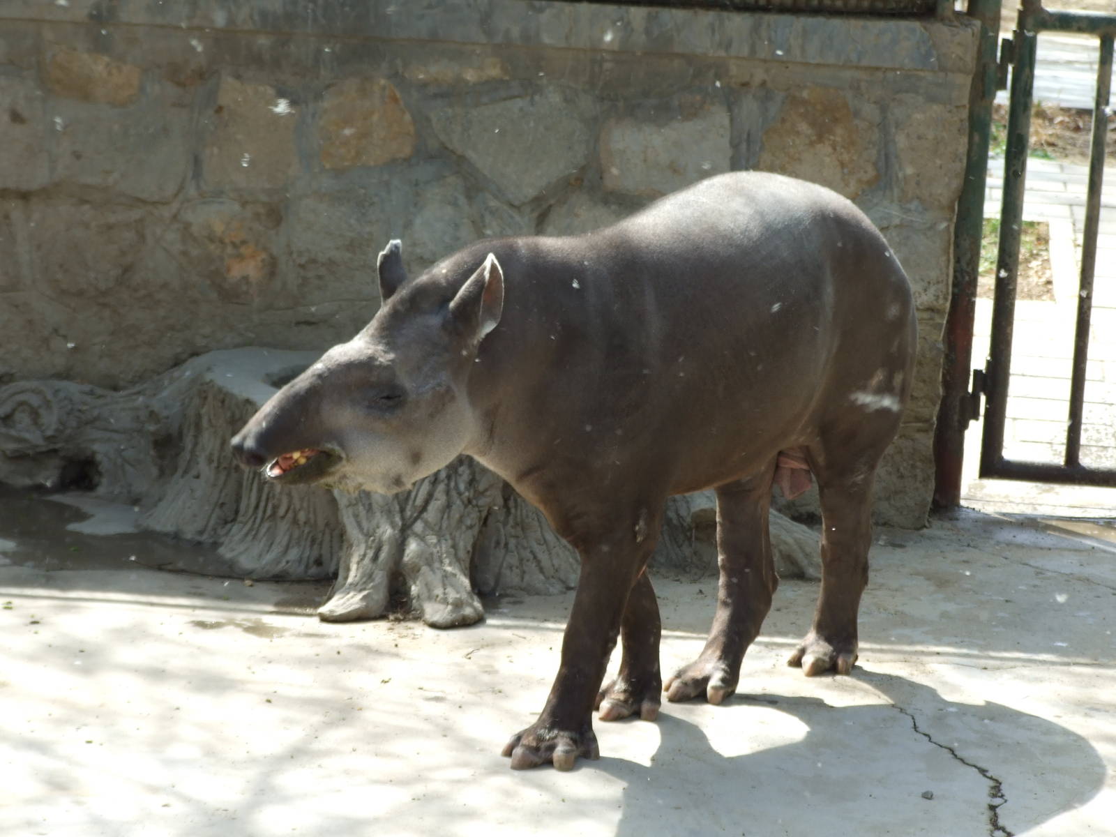 South American tapir (Tapirus terrestris)