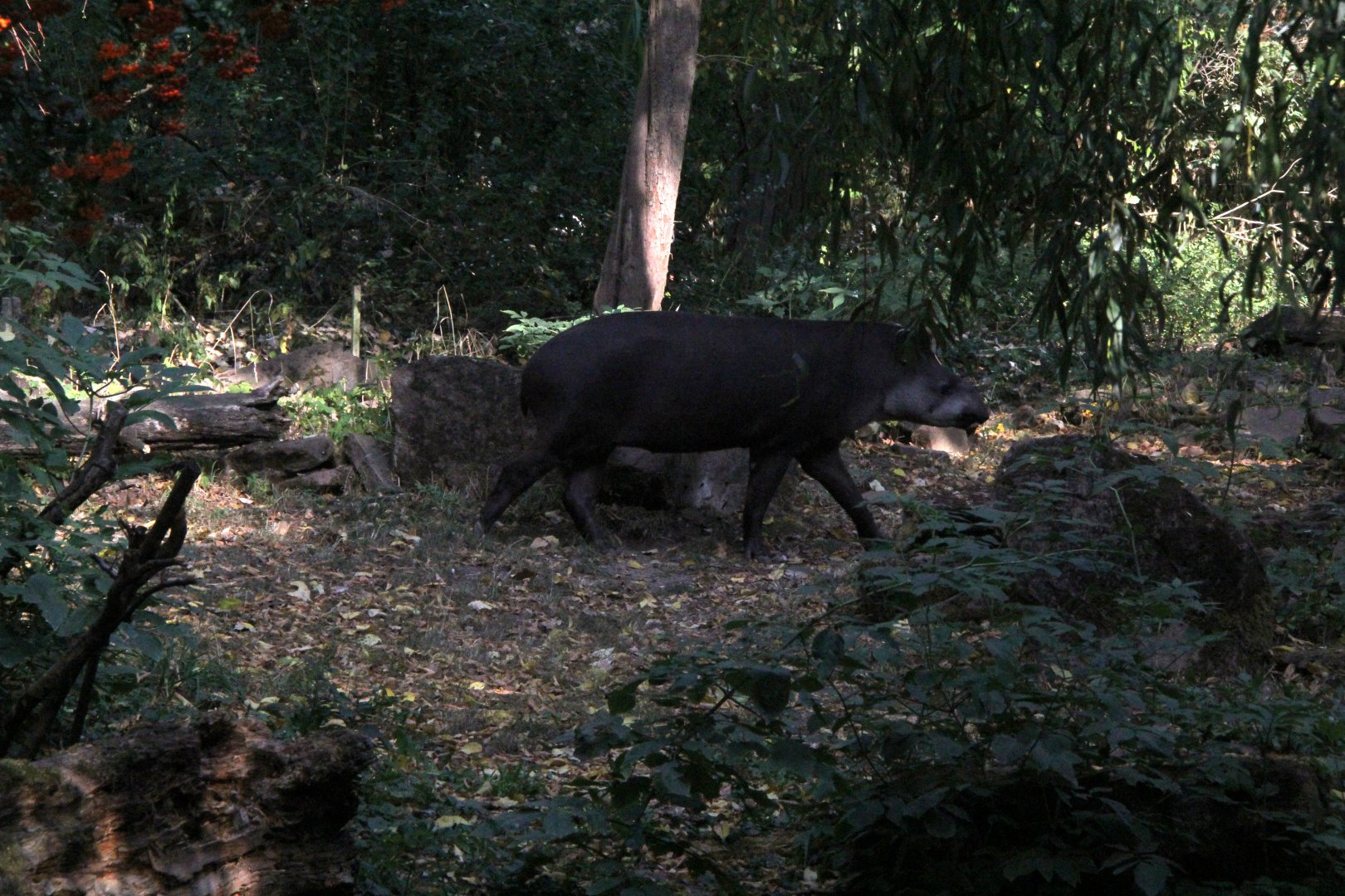 South American tapir (Tapirus terrestris)