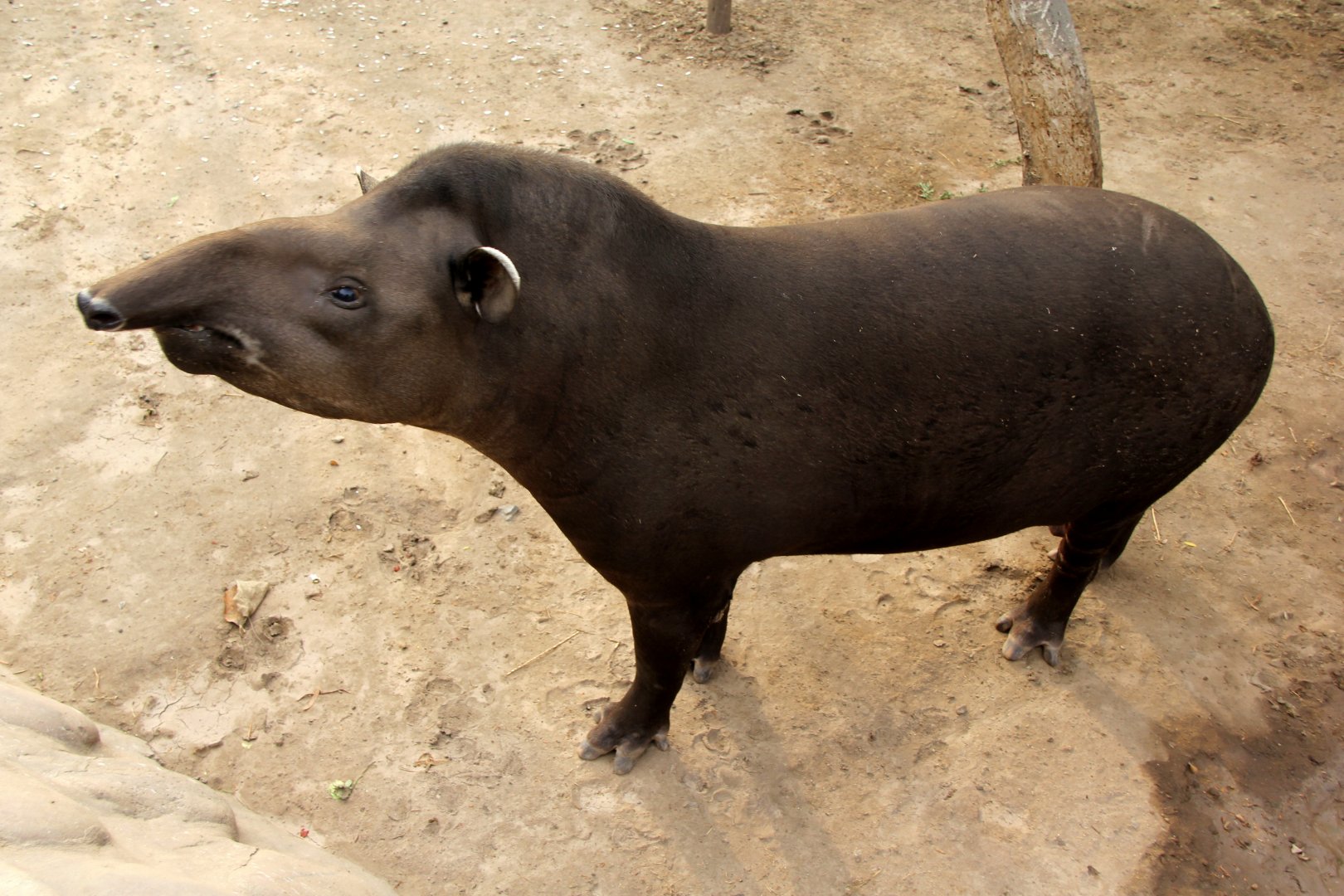 South American tapir (Tapirus terrestris)