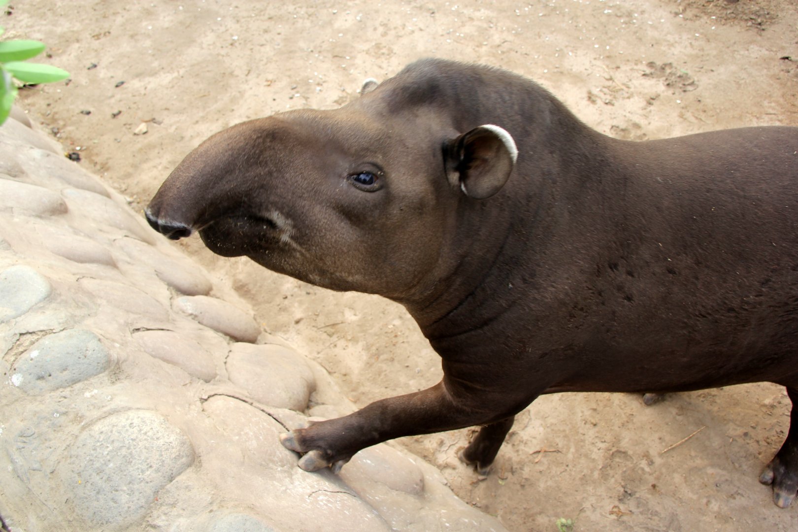 South American tapir (Tapirus terrestris)