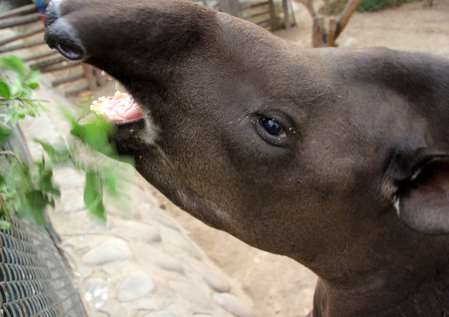 South American tapir (Tapirus terrestris)