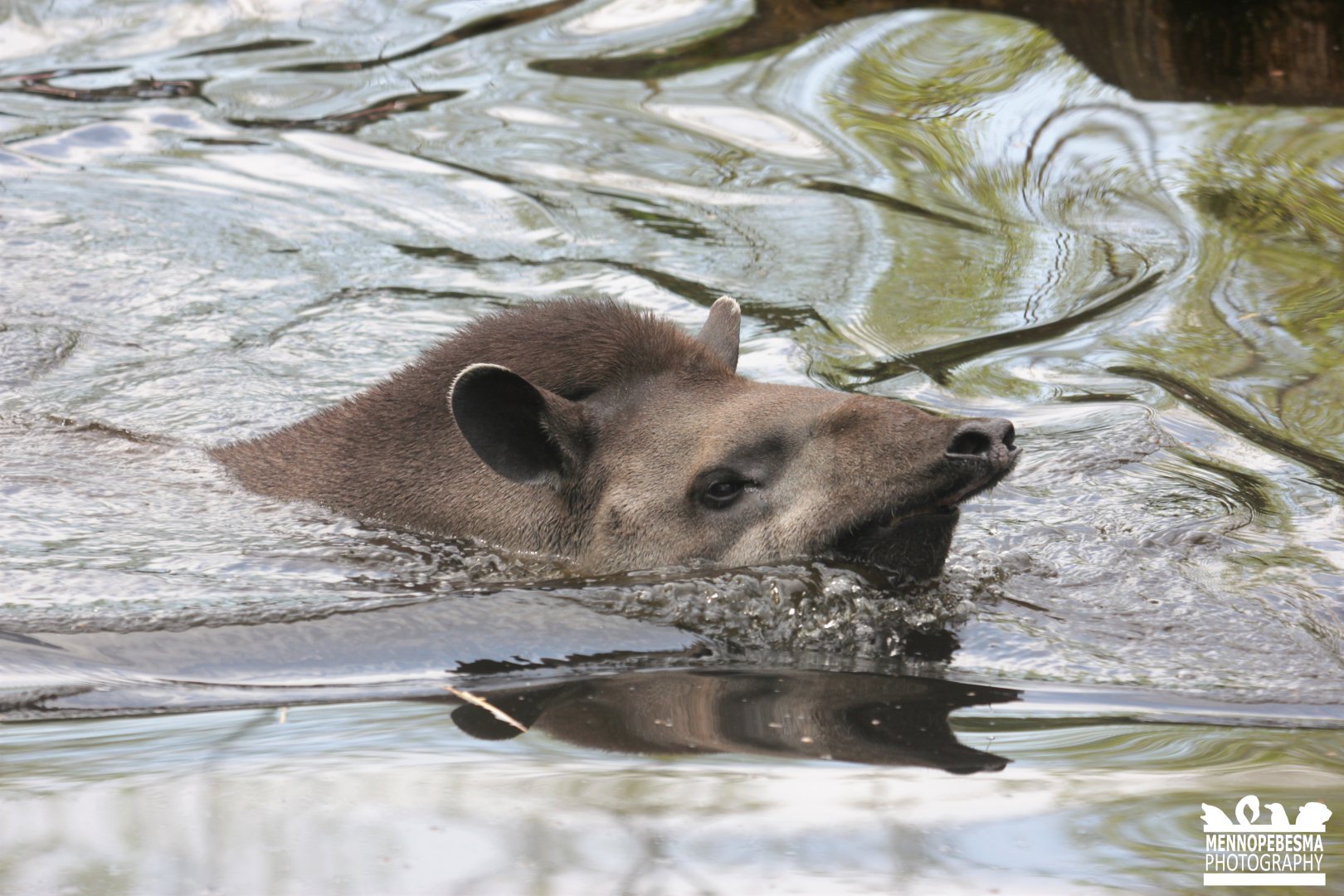 South American tapir (Tapirus terrestris)