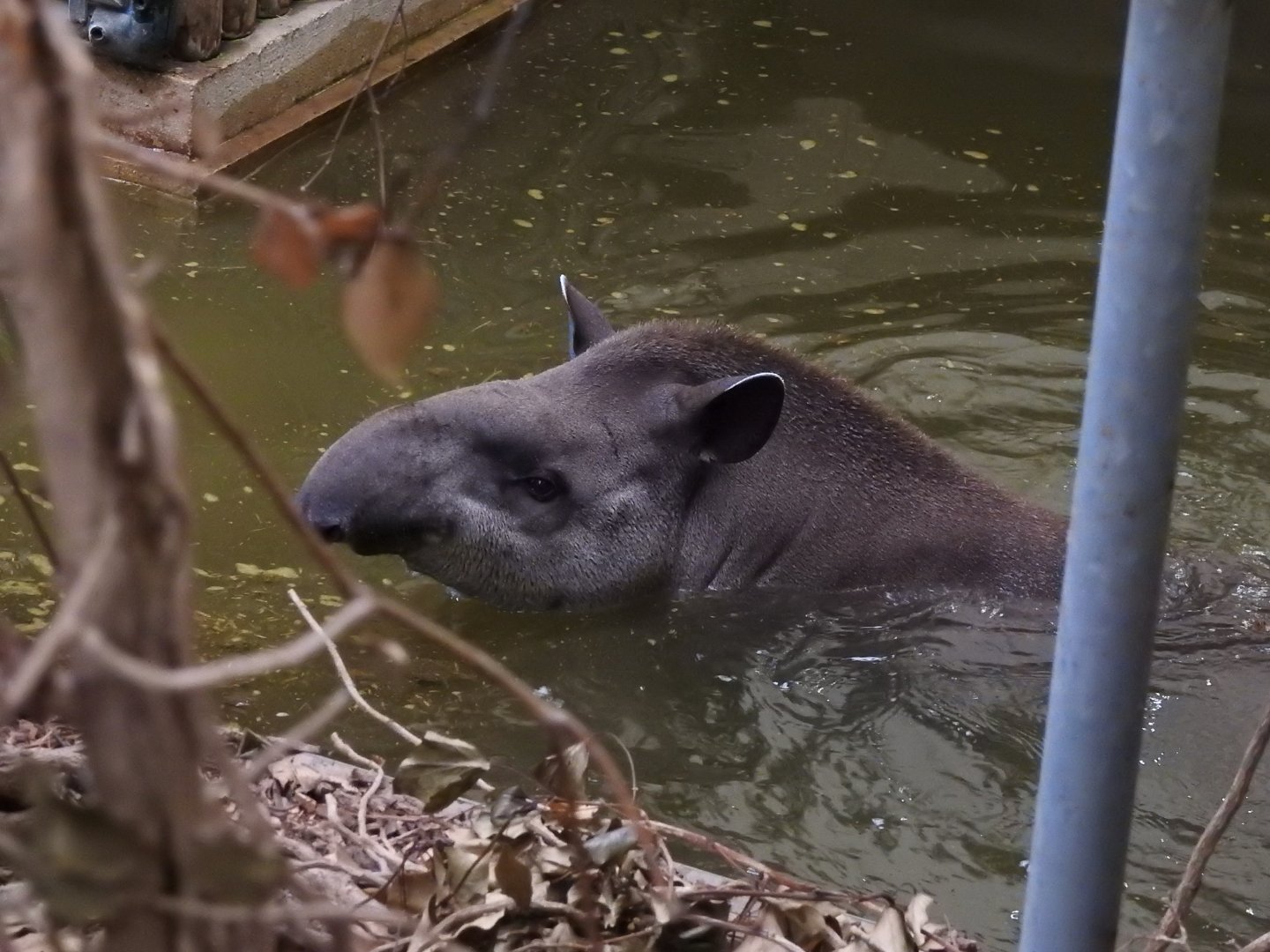 South American Tapir (Tapirus terrestris)