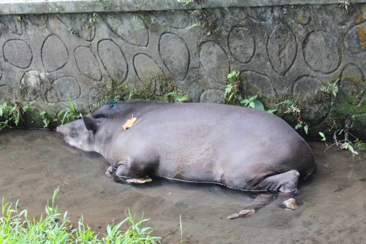 South American tapir (Tapirus terrestris)