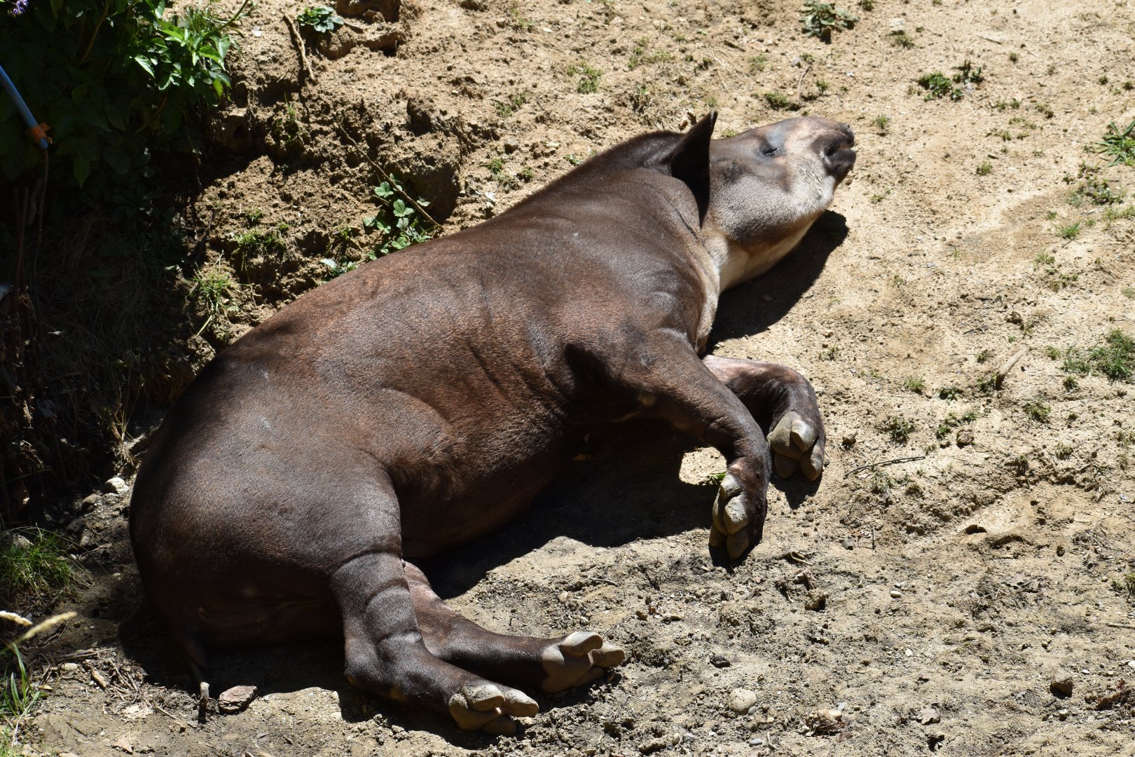 South American tapir (Tapirus terrestris)