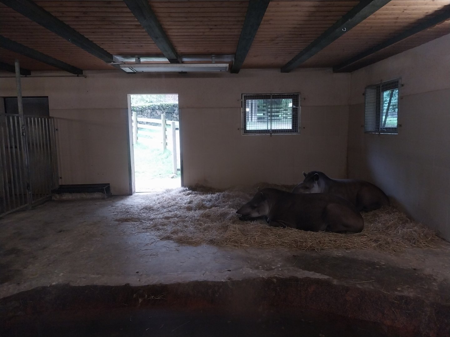 South American Tapir (Tapirus terrestris)
