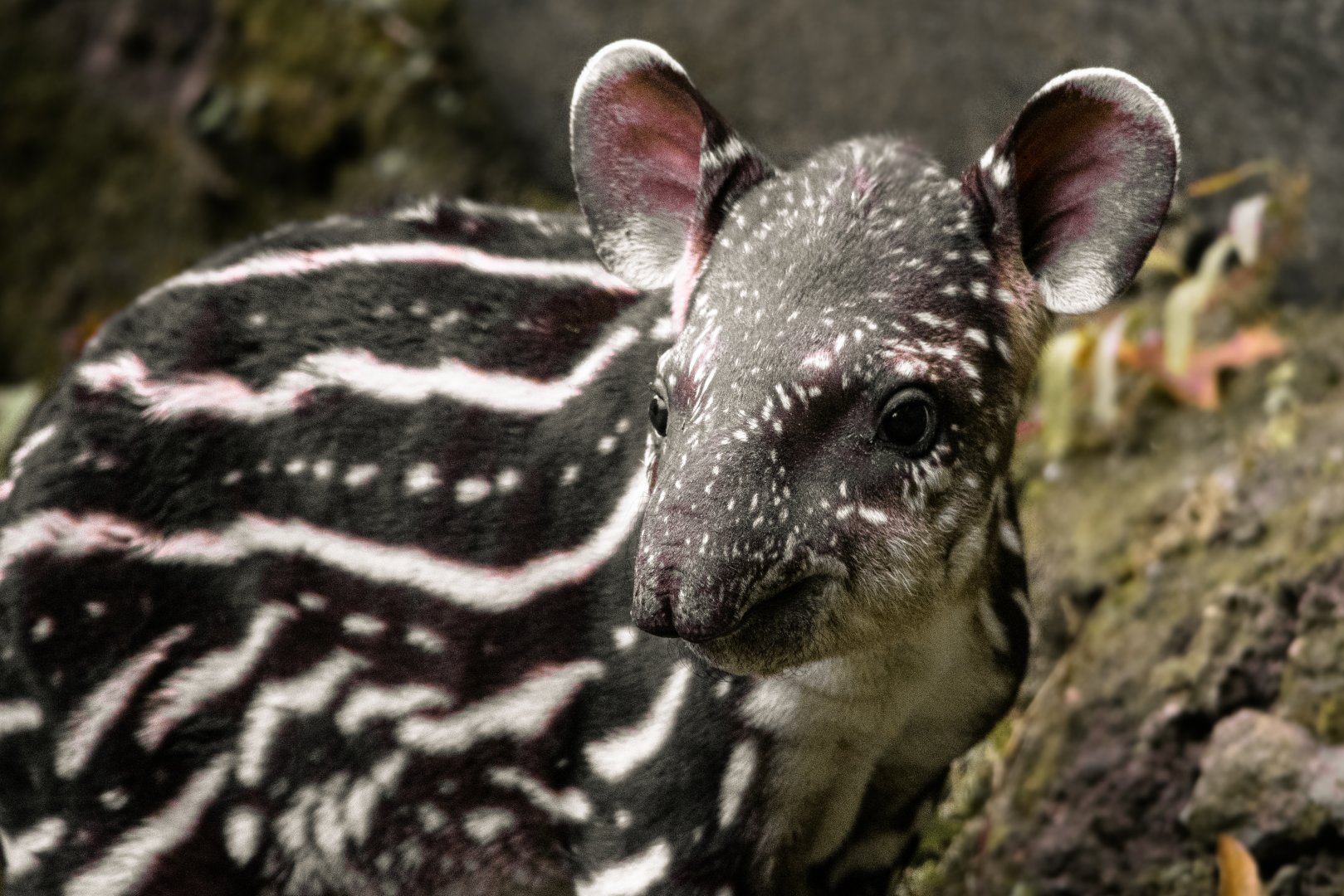 South American tapir (Tapirus terrestris)