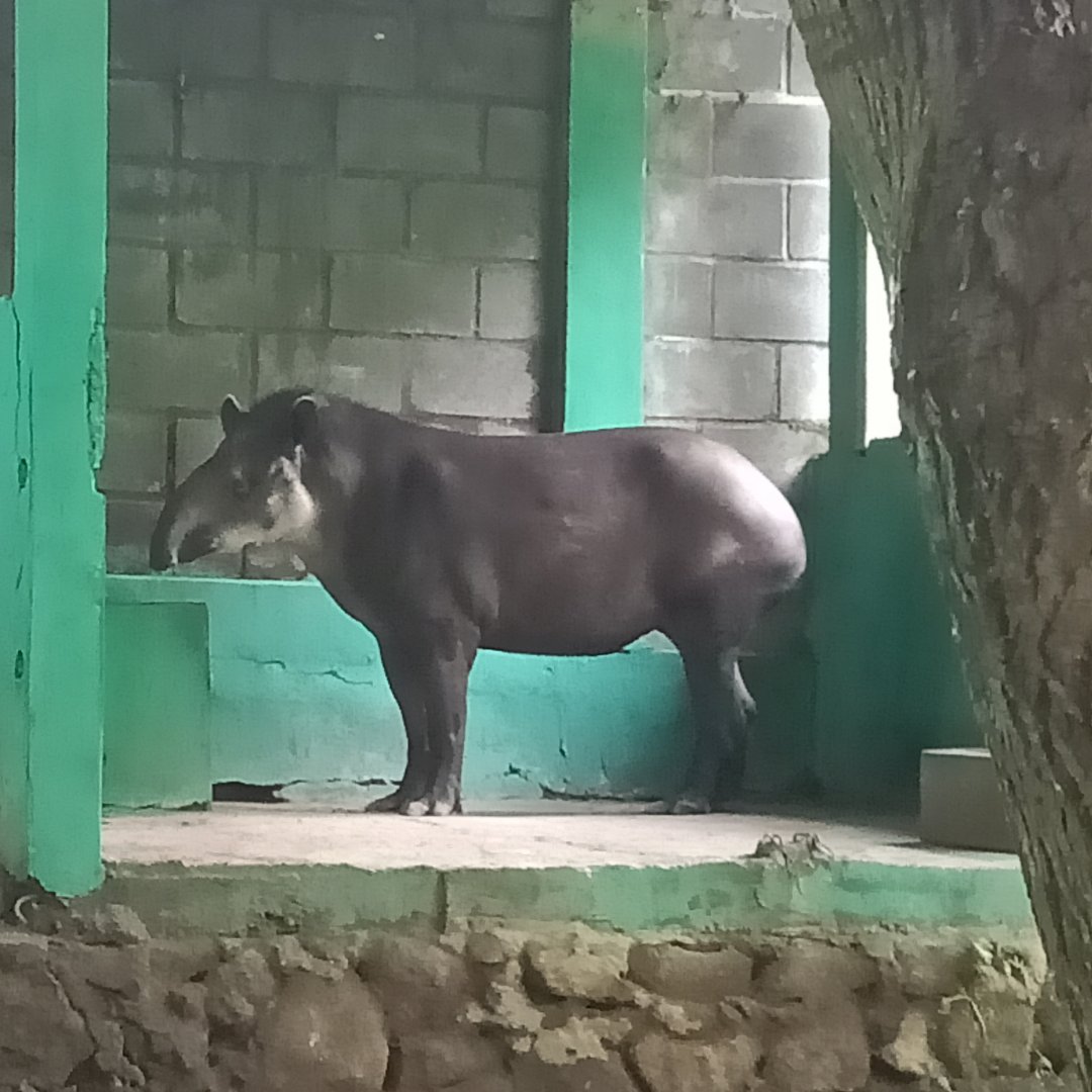 South American tapir (Tapirus terrestris)