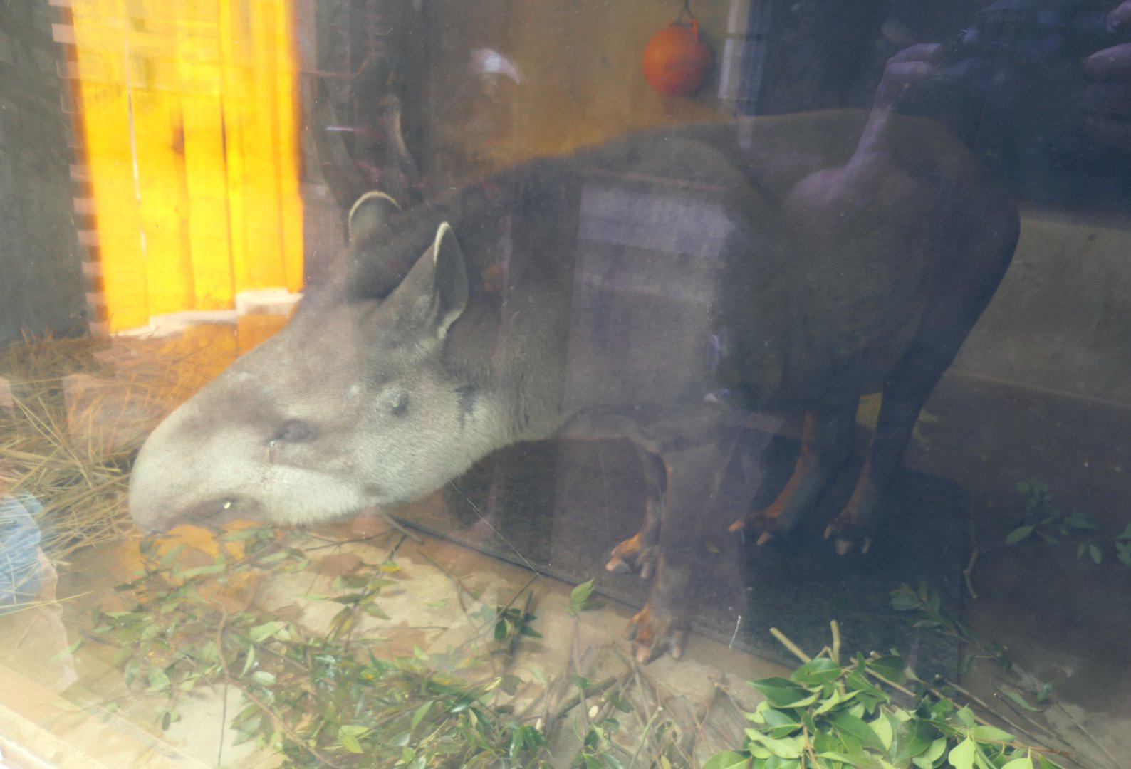 South American Tapir (Tapirus terrestris)