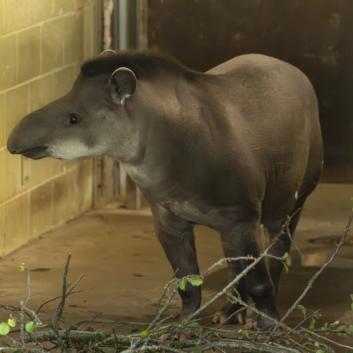 South American tapir : Whipsnade : 03 Aug 2025