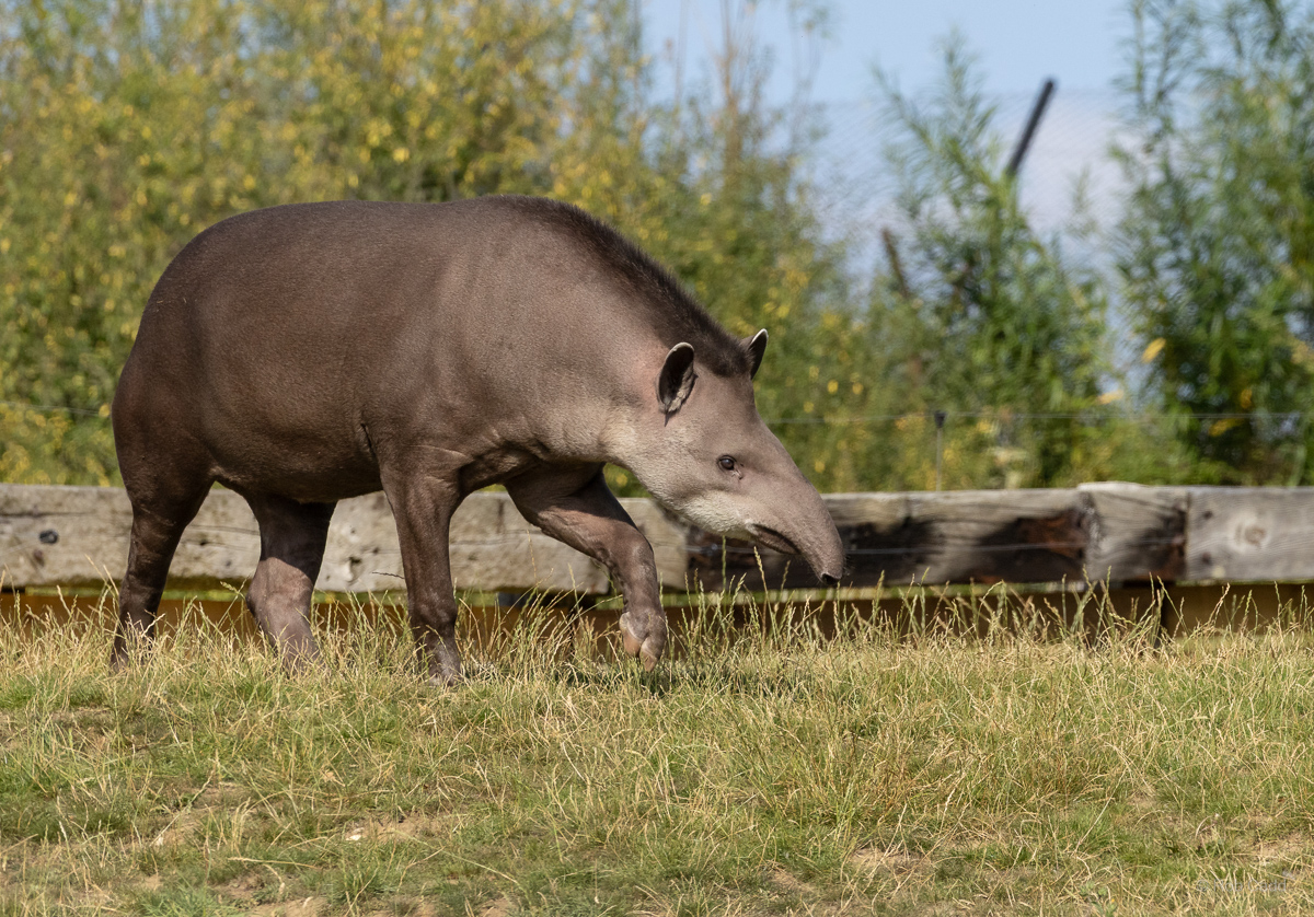 South American tapir : Whipsnade : 15 Aug 2025