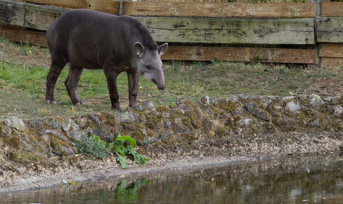 South American tapir : Whipsnade : 15 Aug 2025
