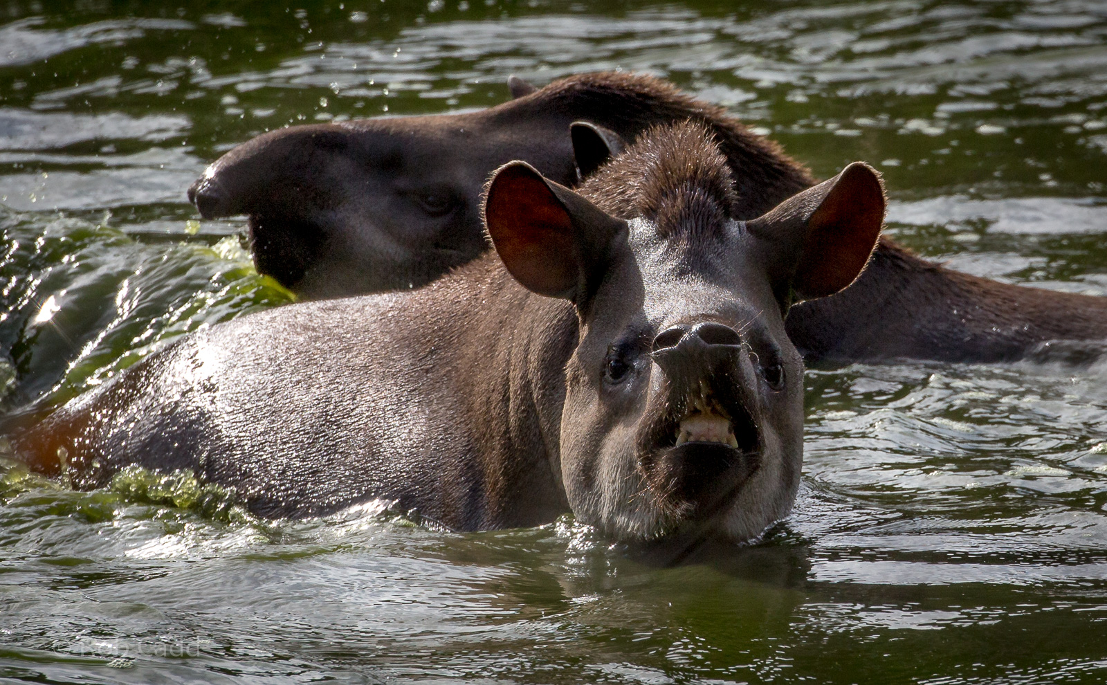 South American tapir : Wingham : 07 Oct 2018