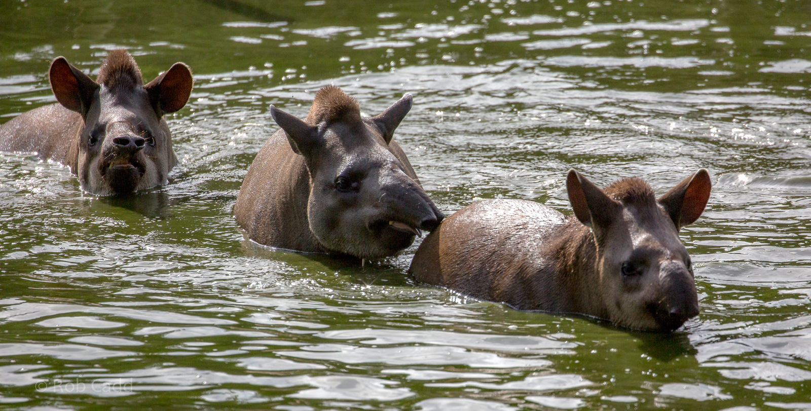 South American tapir : Wingham : 07 Oct 2018