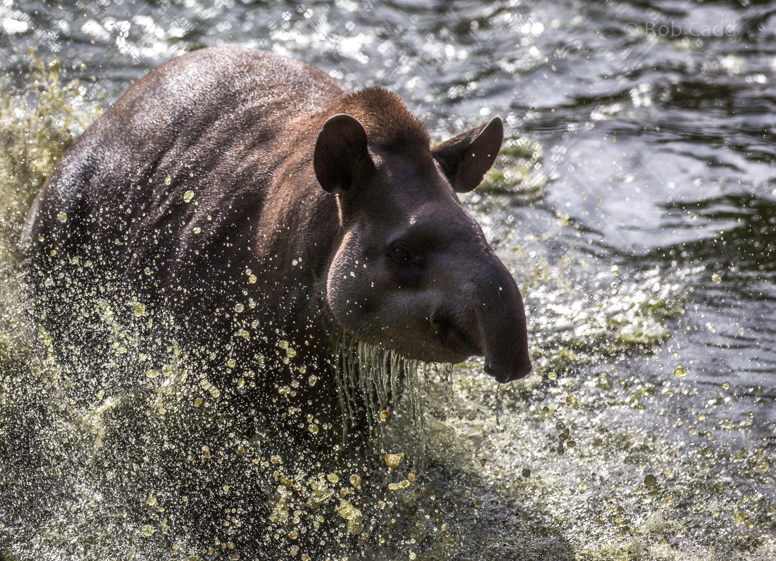 South American tapir : Wingham : 07 Oct 2018