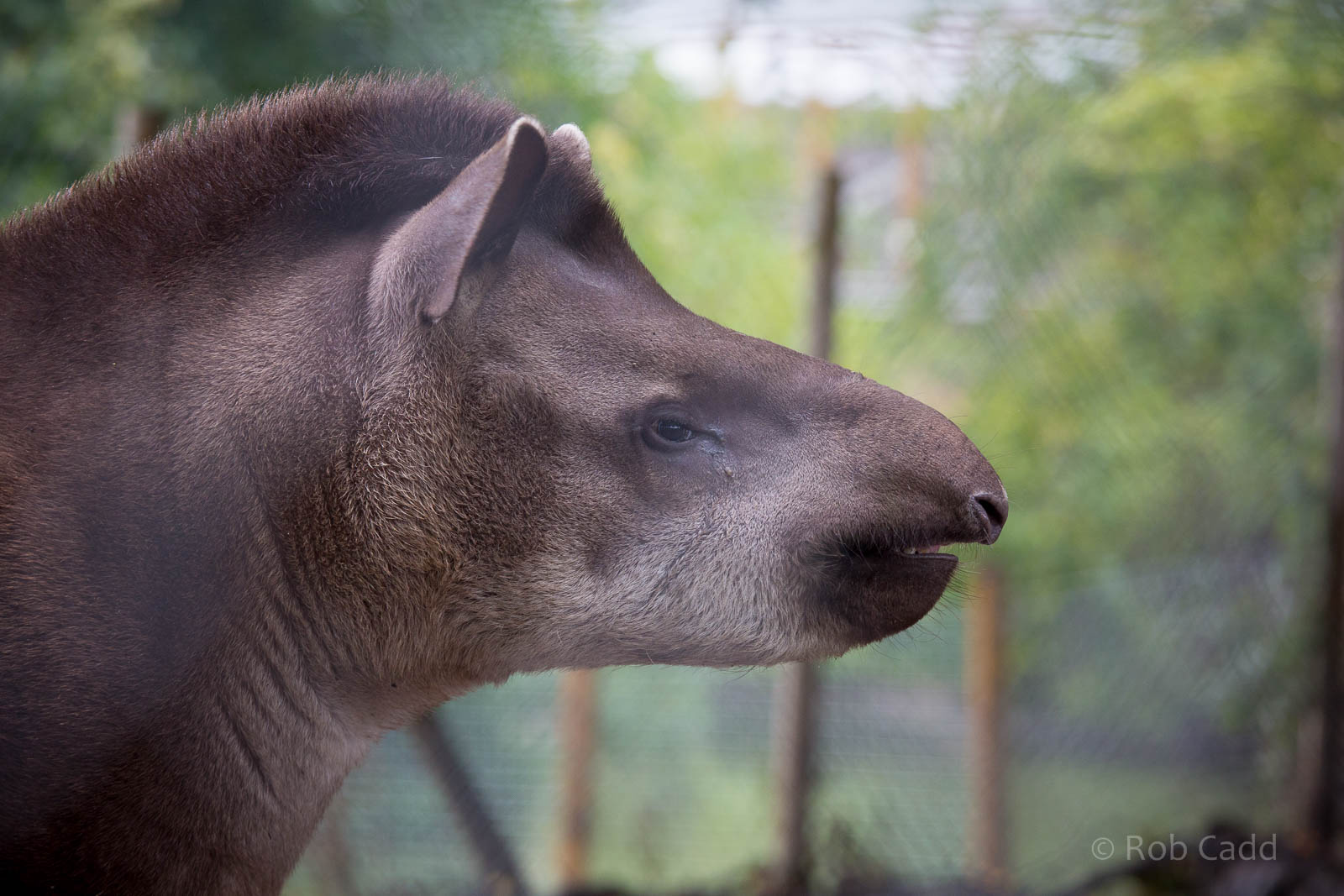 South American tapir : Wingham : 13 Oct 2014