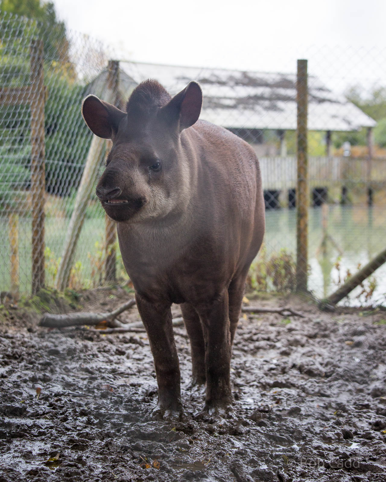 South American tapir : Wingham : 13 Oct 2014