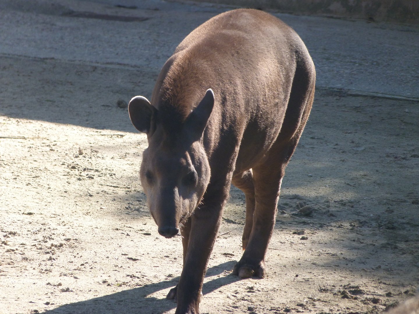 South American tapir -Zoo Aquarium de Madrid (2025)