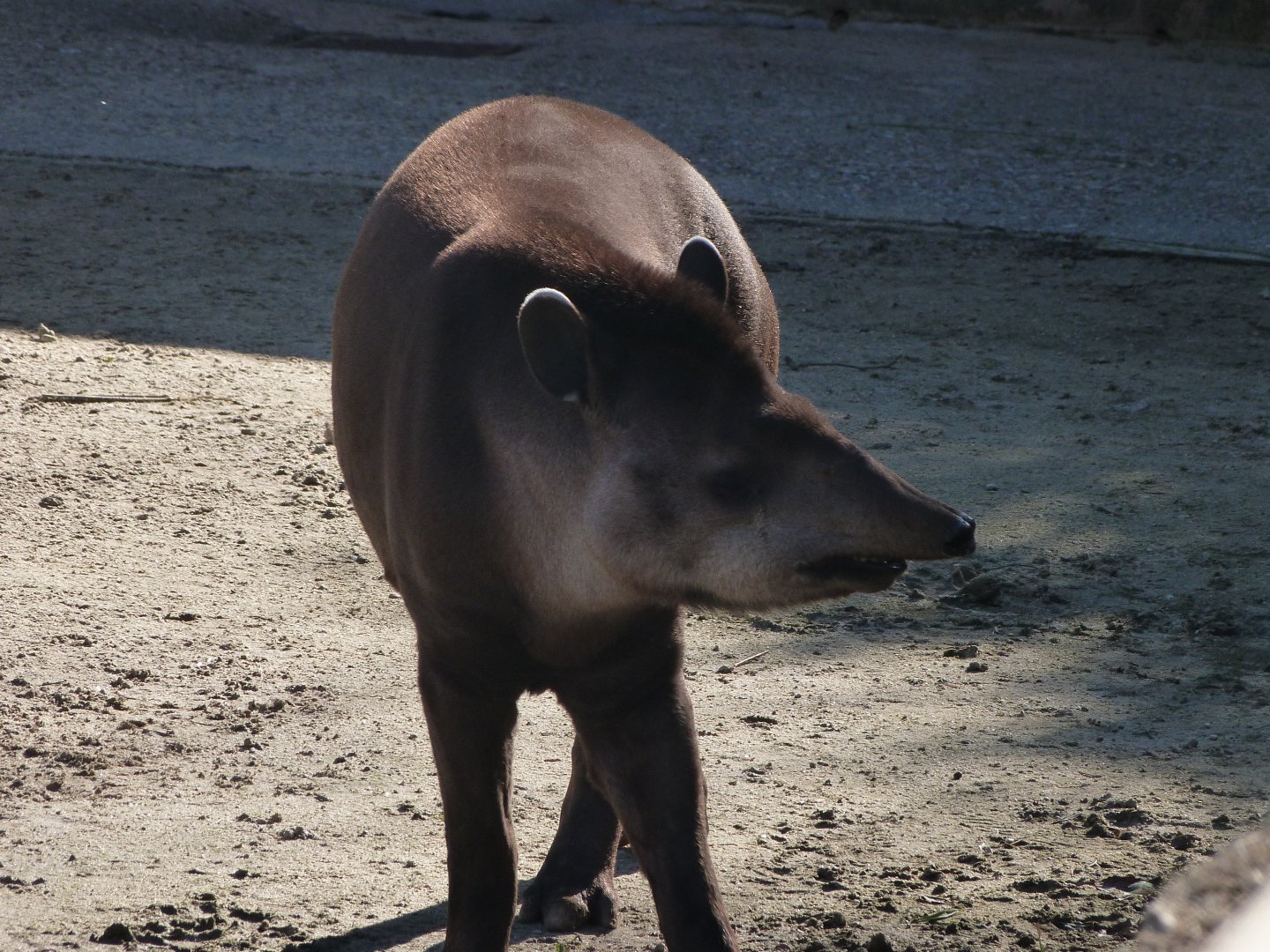 South American tapir -Zoo Aquarium de Madrid (2025)