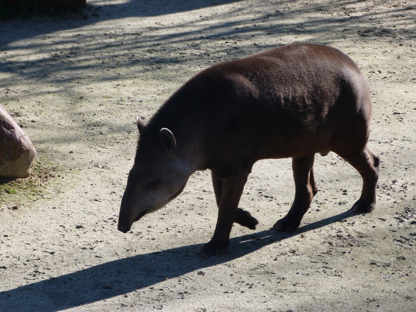 South American tapir -Zoo Aquarium de Madrid (2025)