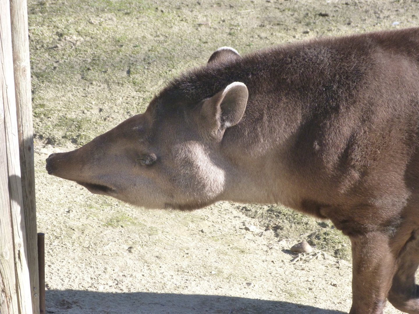 South American tapir -Zoo Aquarium de Madrid (2025)