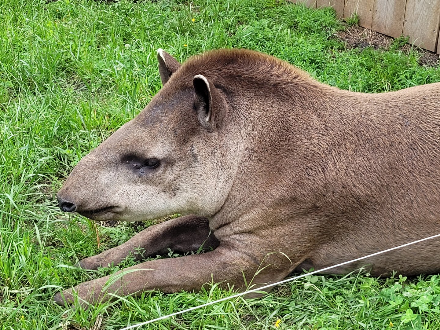 South American tapir -Zoo du bassin d'Arcachon (2024)